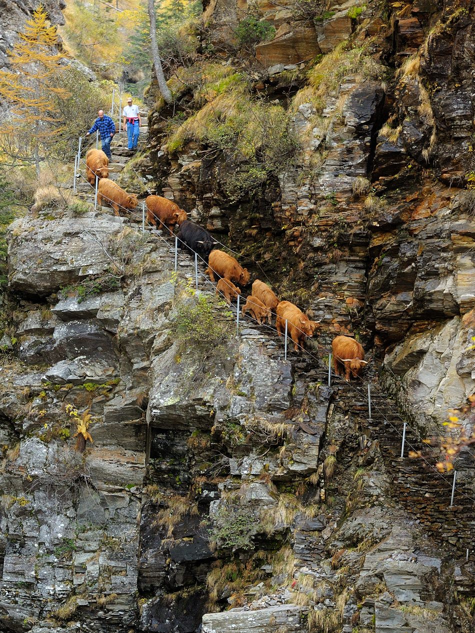 Hochlandrinder pflegen Tessiner Alpen